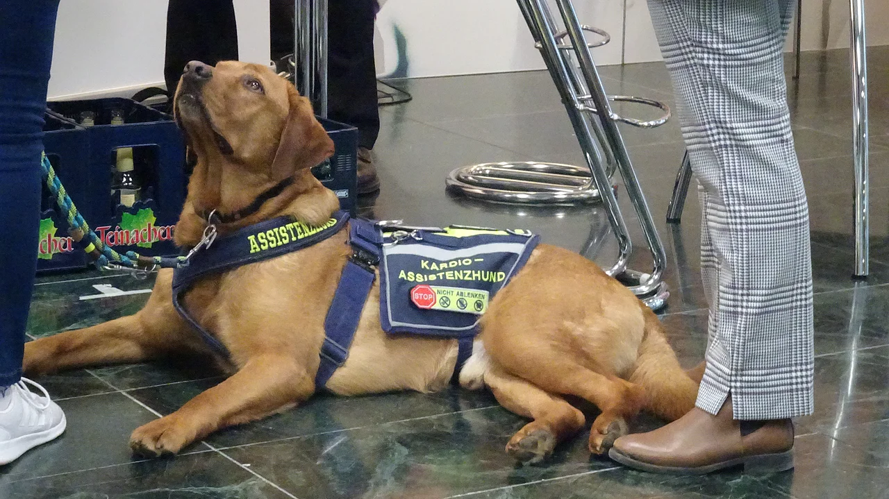 Vierbeiniger Kongressbesucher: ein Kardioassistenzhund