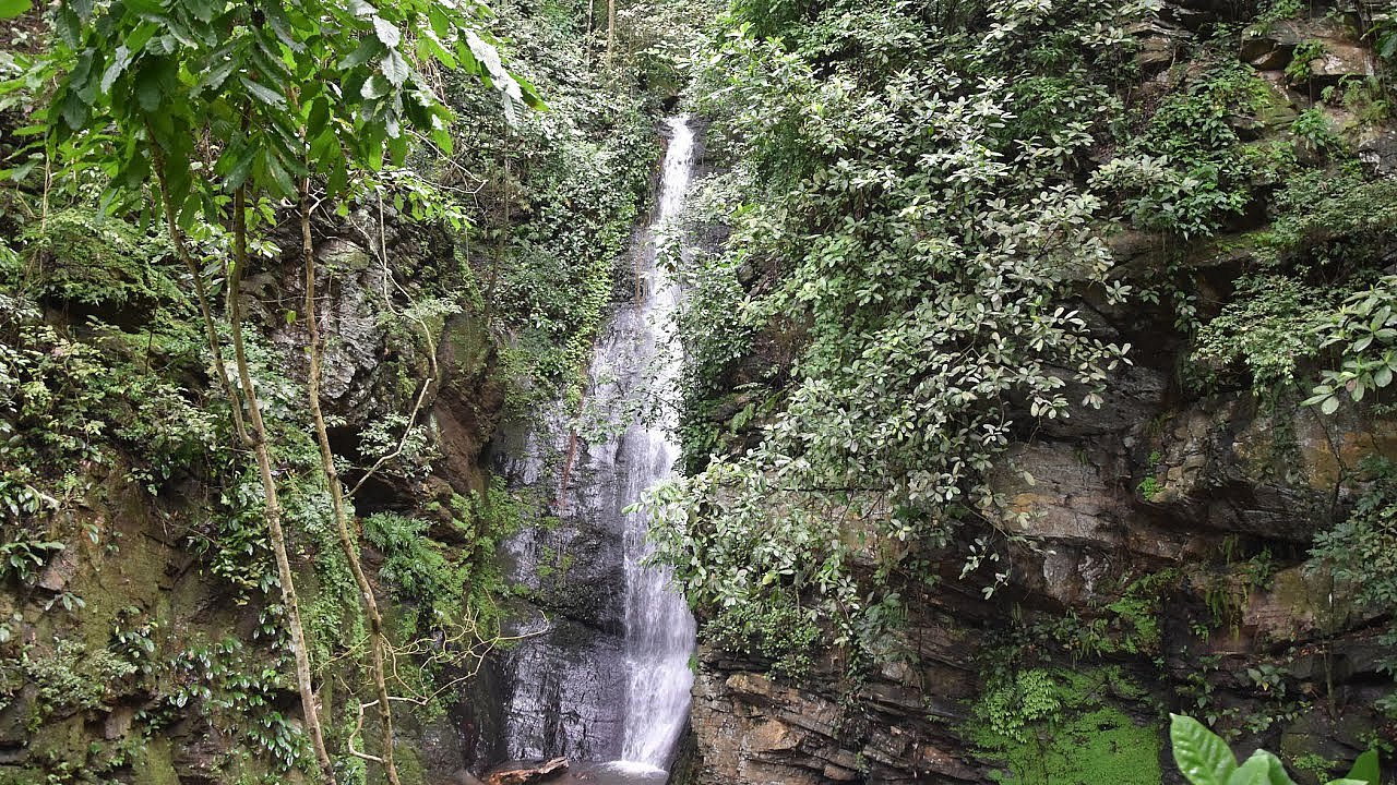 Der tropische Regenwald in 360 Grad