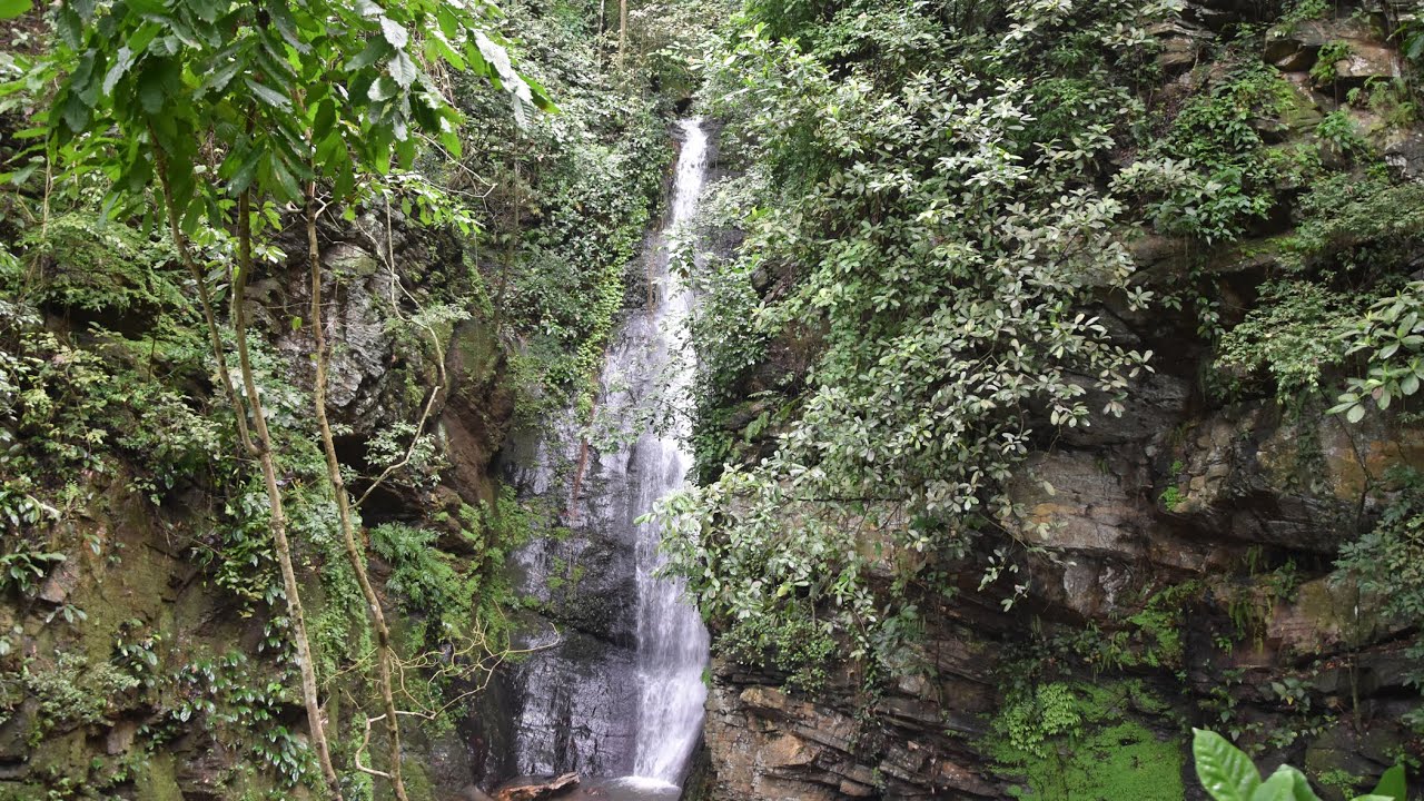 Der tropische Regenwald in 360 Grad