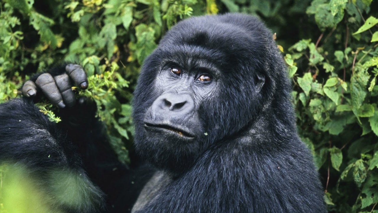 Eine Reise durch den Regenwald